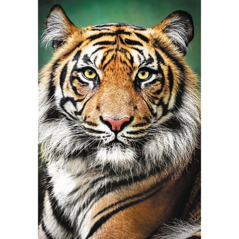 Puzzle - "1500" - Portret tygrysa Trefl 26204 Puzzle - "1500" - Portret tygrysa Trefl 26204