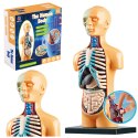 Model Anatomiczny Edukacyjny Ciało Ludzkie Narządy Model Anatomiczny Edukacyjny Ciało Ludzkie Narządy