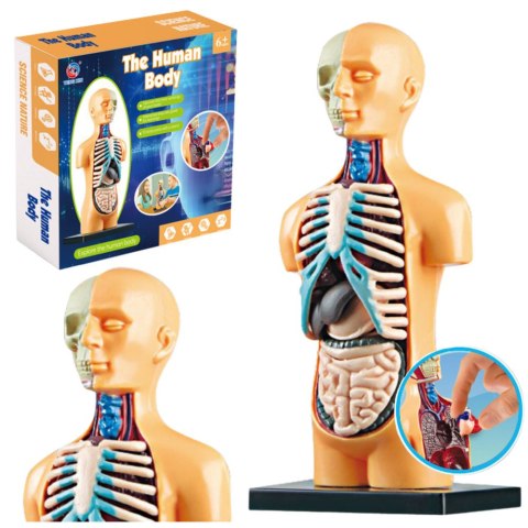 Model Anatomiczny Edukacyjny Ciało Ludzkie Narządy Model Anatomiczny Edukacyjny Ciało Ludzkie Narządy