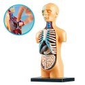 Model Anatomiczny Edukacyjny Ciało Ludzkie Narządy Model Anatomiczny Edukacyjny Ciało Ludzkie Narządy
