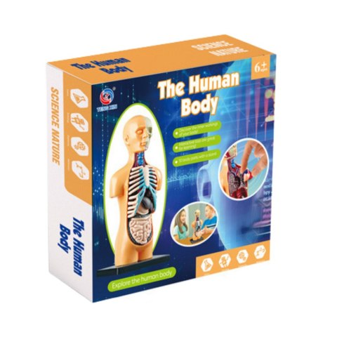 Model Anatomiczny Edukacyjny Ciało Ludzkie Narządy Model Anatomiczny Edukacyjny Ciało Ludzkie Narządy