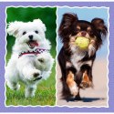 Puzzle - 3w1 - Urocze pieski - Trefl 34854