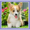 Puzzle - 3w1 - Urocze pieski - Trefl 34854