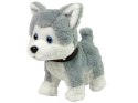 Pluszowy Piesek Husky Interaktywny Edukacyjny Smycz Piosenki Chodzi Pluszowy Piesek Husky Interaktywny Edukacyjny Smycz Piosenki Chodzi