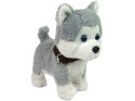 Pluszowy Piesek Husky Interaktywny Edukacyjny Smycz Piosenki Chodzi Pluszowy Piesek Husky Interaktywny Edukacyjny Smycz Piosenki Chodzi