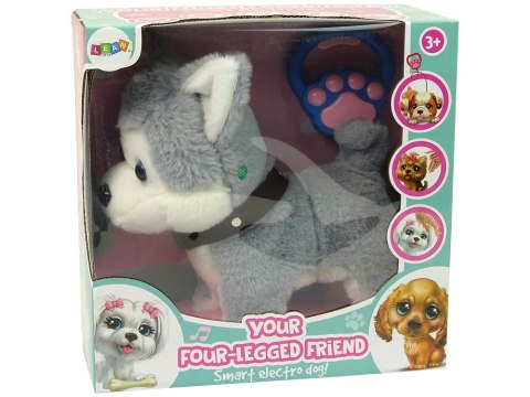 Pluszowy Piesek Husky Interaktywny Edukacyjny Smycz Piosenki Chodzi Pluszowy Piesek Husky Interaktywny Edukacyjny Smycz Piosenki Chodzi