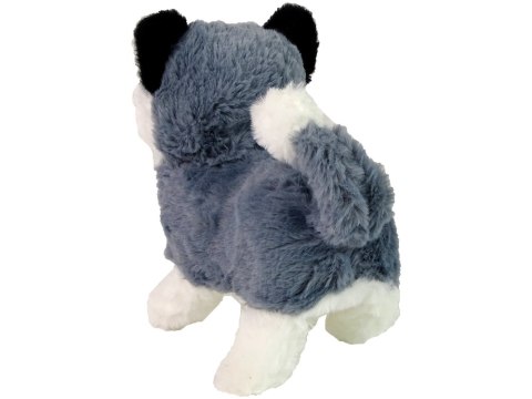 Interaktywna Maskotka Pies Husky Chodzi Porusza Ogonem Dźwięk Interaktywna Maskotka Pies Husky Chodzi Porusza Ogonem Dźwięk
