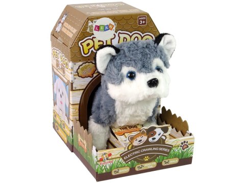 Interaktywna Maskotka Pies Husky Chodzi Porusza Ogonem Dźwięk Interaktywna Maskotka Pies Husky Chodzi Porusza Ogonem Dźwięk